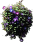 Wilec purpurowy